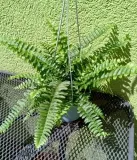 paproc-boston-nephrolepsis-rodzaj-rosliny-rosliny-zielone