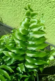 paproc-nephrolepsis-biserrata-macho