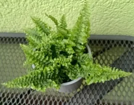 paproc-paprotka-mini