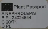 paproc-paprotka-mini-waga-z-opakowaniem-1-kg