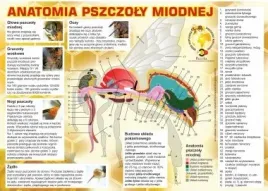 tablica-duza-xxl-edukacyjna-anatomia-pszczoly-f323