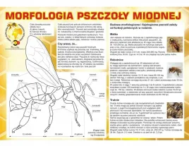 tablica-duza-edukacyjna-morfologia-pszczoly-f324