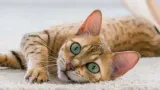 pro-plan-cat-sterilised-chicken-kurczak-85g-wiek-zwierzecia-koty-dorosle