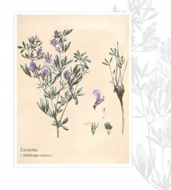 lucerna-mieszancowa-1-kg