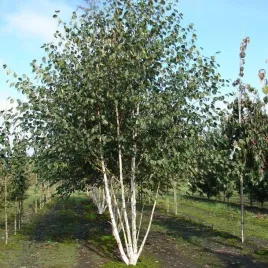 brzoza-pozyteczna-doorenbos-pieknie-biala-kora-sadzonka-ozdobna