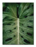 monstera-obraz-na-plotnie-30x40-stan-nowy