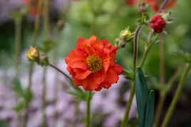 kuklik-tempest-scarlet-geum-boliviense