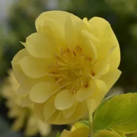 ciemiernik-helleborus-double-super-yellow-kwiaty-zimy
