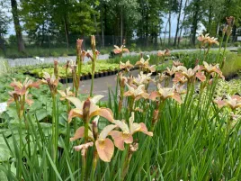 irys-syberyjski-peacock-butterfly-iris-wynne-magnolia