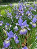 irys-syberyjski-peacock-butterfly-iris-banish-misfortune-rodzaj-rosliny-inny