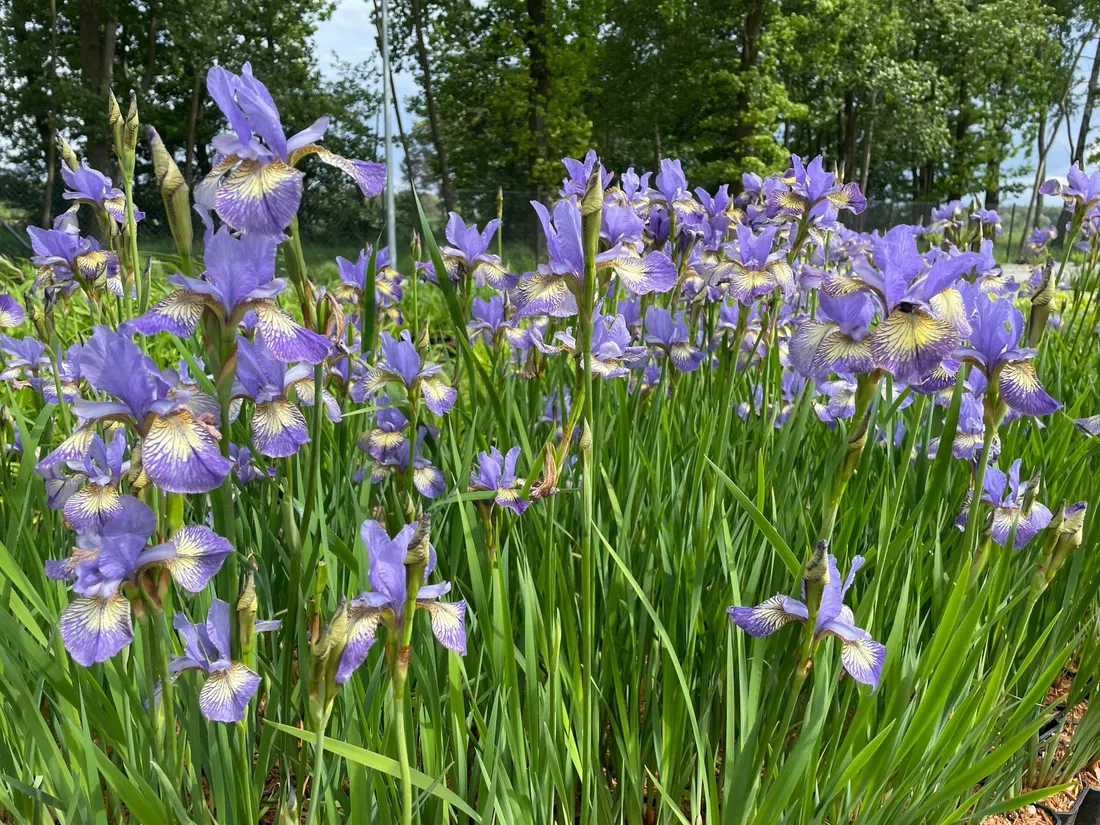 irys-syberyjski-peacock-butterfly-iris-banish-misfortune-rodzaj-rosliny-inny