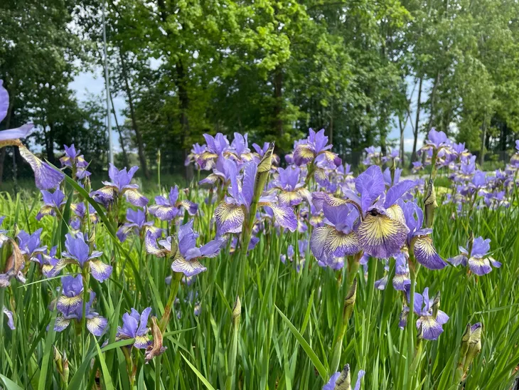 irys-syberyjski-peacock-butterfly-iris-banish-misfortune-rodzaj-rosliny-inny-producent-perfekt-klik-sylwia-grzelak-wodne-rosliny