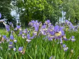 irys-syberyjski-peacock-butterfly-iris-banish-misfortune-rodzaj-rosliny-inny-producent-perfekt-klik-sylwia-grzelak-wodne-rosliny