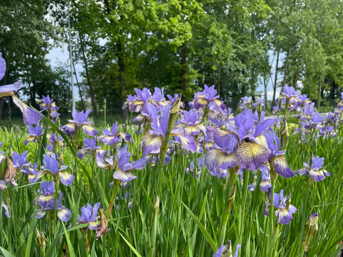 irys-syberyjski-peacock-butterfly-iris-banish-misfortune