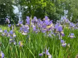 irys-syberyjski-peacock-butterfly-iris-banish-misfortune-rodzaj-rosliny-inny-nazwa-lacinska-iris