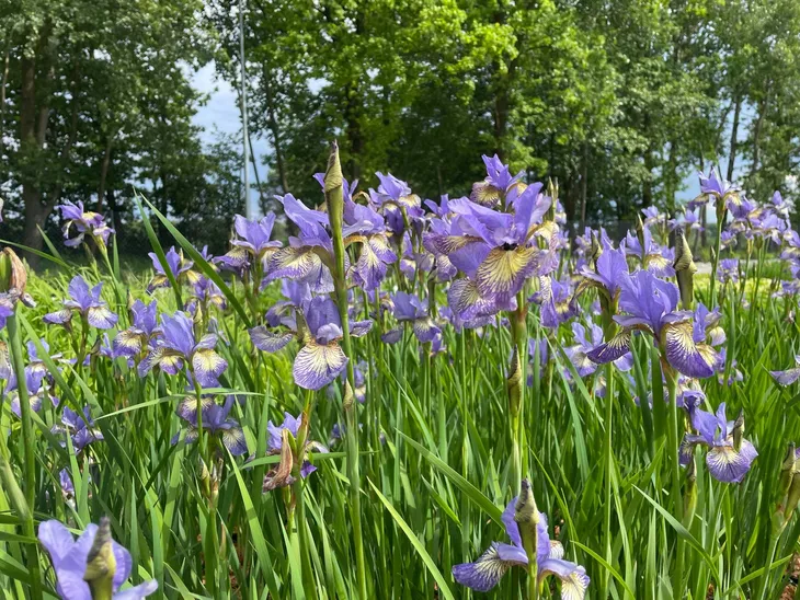 irys-syberyjski-peacock-butterfly-iris-banish-misfortune-kolor-kwiatow-biale-czerwone-fioletowe-niebieskie-roznobarwne-inny-kolor-rodzaj-rosliny-inny