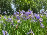 irys-syberyjski-peacock-butterfly-iris-banish-misfortune-kolor-kwiatow-biale-czerwone-fioletowe-niebieskie-roznobarwne-inny-kolor-rodzaj-rosliny-inny