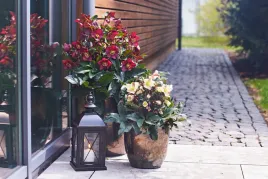 ciemiernik-hgc-ice-n-roses-red-czerwone-kwiaty