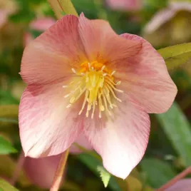 ciemiernik-helleborus-single-super-yellow-x-apricot