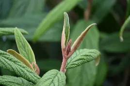 kalina-sztywnolistna-viburnum-rhythidophyllum