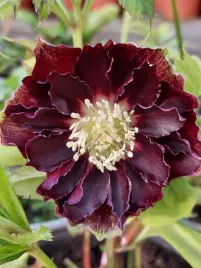 ciemiernik-helleborus-flash-double-ellen-kwiaty-zimy