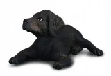 pies-labrador-szczenie
