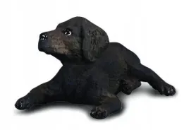 pies-labrador-szczenie