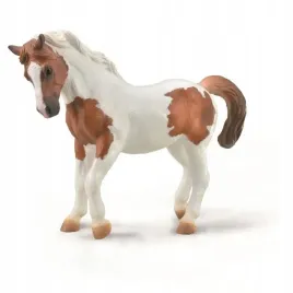 kucyk-chincoteague-kasztanowy-pinto
