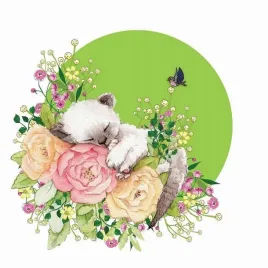 karnet-swarovski-kwadrat-cl2002-kot