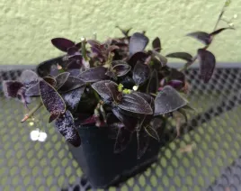 trzykrotka-tradescantia-czarna-mamba-drobna-sadzonka