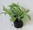 trzykrotka-variegata