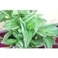 trzykrotka-variegata-waga-z-opakowaniem-1-kg