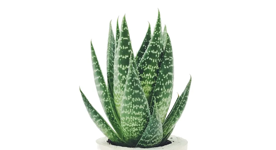 palmolive-szampon-silky-shine-effect-350ml-stan-nowy