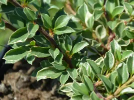 irga-variegatus-sadzonka-p9-dwubarwna-krzew-okrywowy