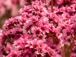 bergenia-sercowata-pink-dragonfly-rozowe-kwiaty-p9-sadzonka