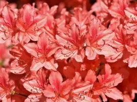 azalia-japonska-little-red-krzew-w-doniczce-c2-czerwona