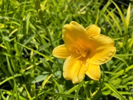 liliowiec-stella-de-oro-sadzonka-p9-zolte-kwiaty-bylina