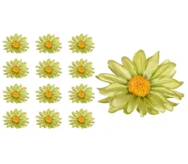 margaretka-glowka-zielona-12-sztuk