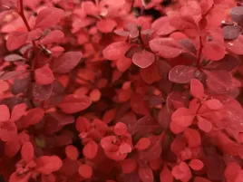 berberys-thunebrga-chicquita-sadzonka-p9-czerwony-krzew-ozdobny