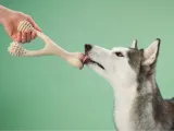 betterbone-beef-large-medium-stan-nowy