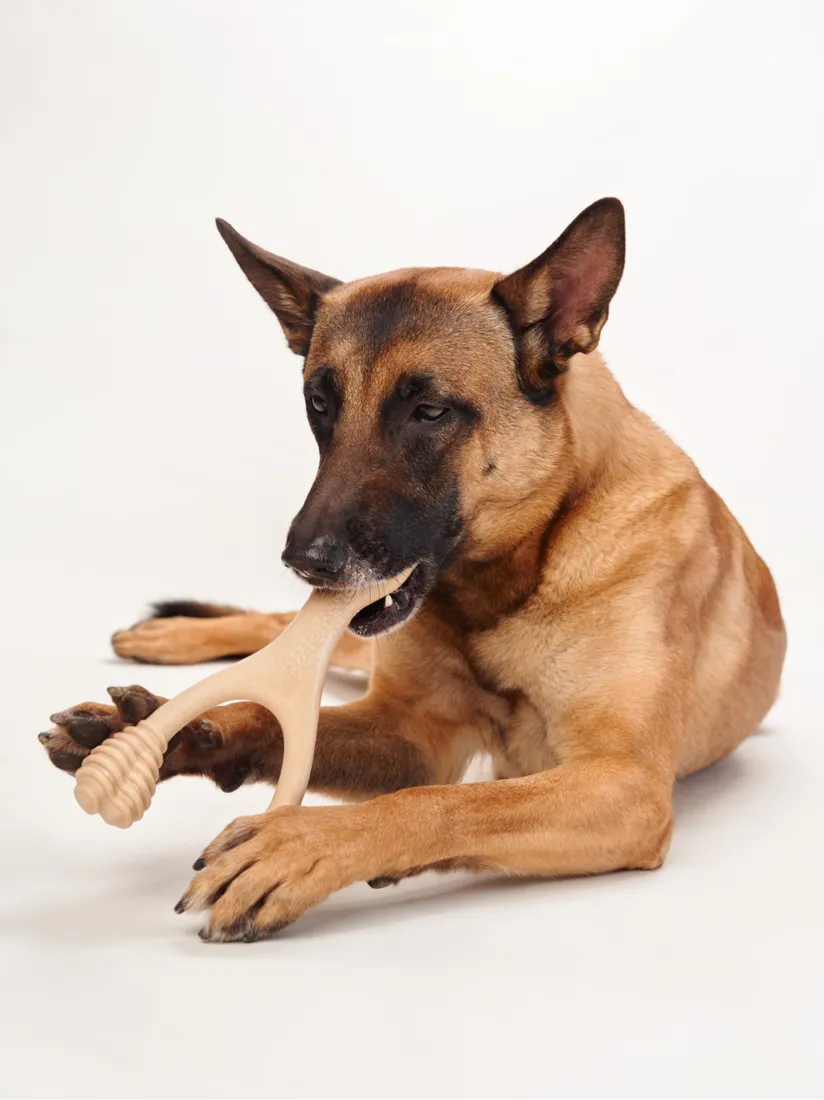 betterbone-beef-large-hard-stan-nowy