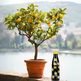 termos-z-cytrynami-kolor-dominujacy-wielokolorowy