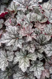 zurawka-mieszancowa-world-caffetm-corretto-hauchera-x-hybrida