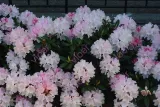 rododendron-rozanecznik-dreamland-0-5l