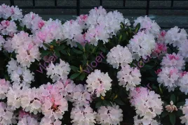 rododendron-rozanecznik-dreamland-0-5l