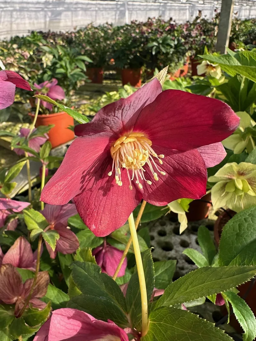 ciemiernik-single-super-yellow-red-bronze