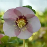 ciemiernik-single-super-yellow-x-pink