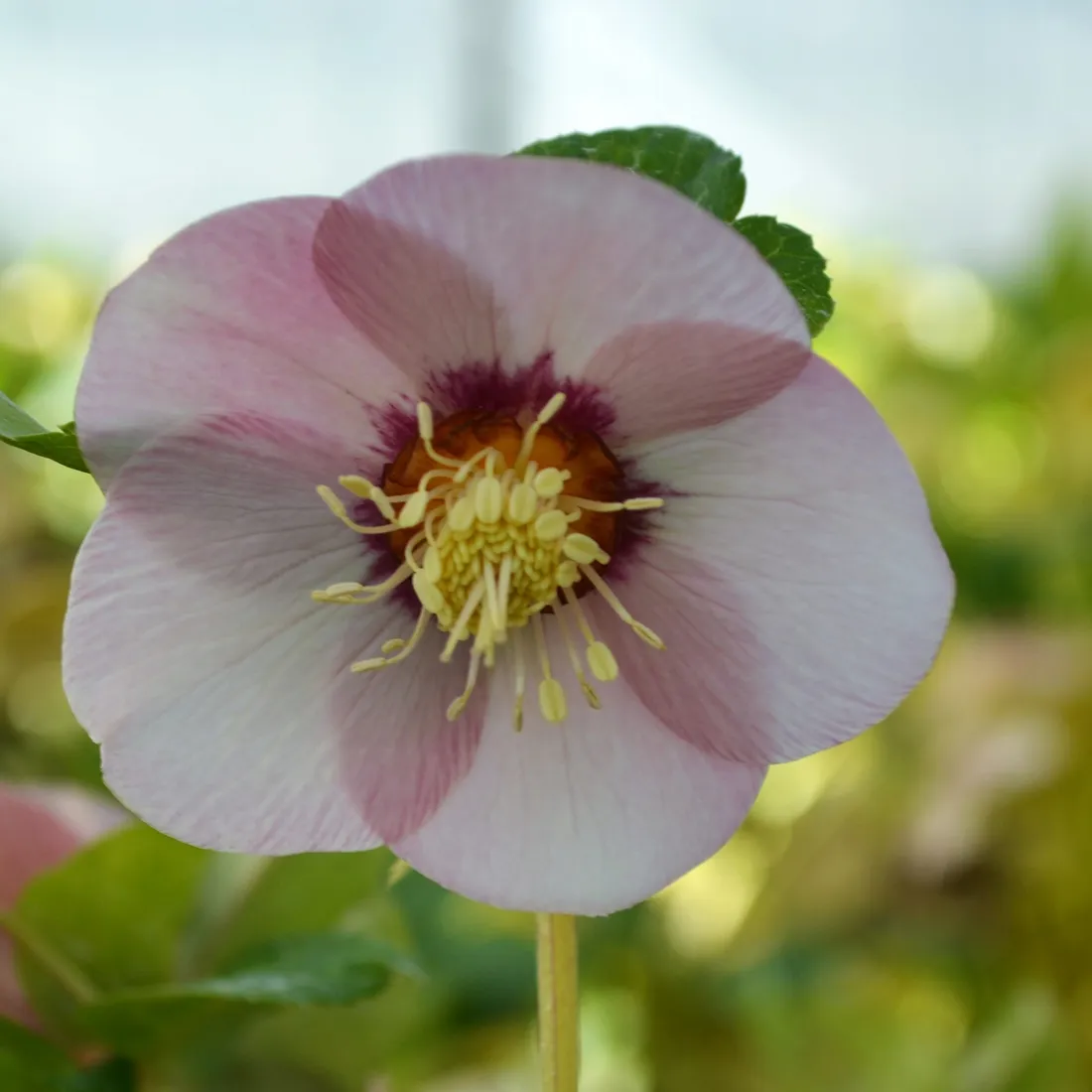 ciemiernik-single-super-yellow-x-pink