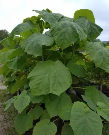paulownia-pao-tong-z07-oxytree-drzewo-tlenowe-super-hybrid-100-nasion