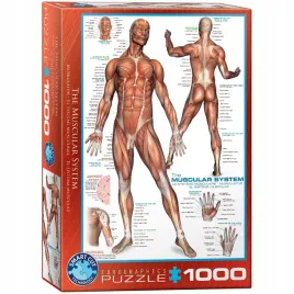 puzzle-1000-the-muscular-system-6000-2015